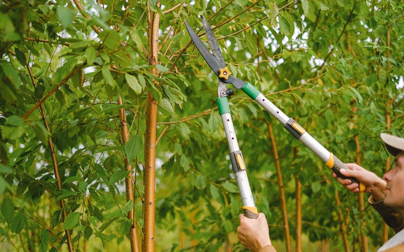 Tree trimming in Morrisonville, NY